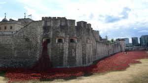 Tower Red Poppies