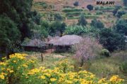 Malawa